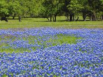 Field of bluebonnets and oak trees north of Llano Texas on Highway 16-Sylvia Gulin-Photographic Print