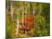 Photographic Print