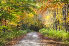 USA, New Hampshire, Franconia, Autumn Colors surrounding group of White Birch tree trunks.-Sylvia Gulin-Photographic Print