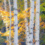 USA, New Hampshire, Franconia, Autumn Colors surrounding group of White Birch tree trunks.-Sylvia Gulin-Photographic Print