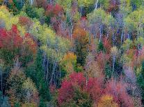 USA, New Hampshire, Gorham, White Birch tree trunks surrounded by Fall colors-Sylvia Gulin-Photographic Print