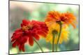 Photographic Print