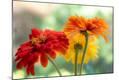 Photographic Print