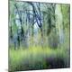 Premium Photographic Print