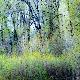 Premium Photographic Print
