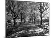 Photographic Print