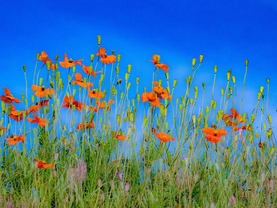 Photographic Print, , large