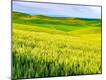 Photographic Print
