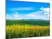 Photographic Print