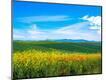 Photographic Print
