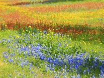 Springtime bloom of bluebonnets and paintbrush near Lake Buchanan Dam, Texas Hill Country-Sylvia Gulin-Photographic Print