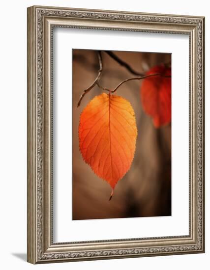 Symbol of Autumn-Philippe Sainte-Laudy-Framed Photographic Print