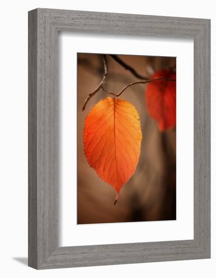 Symbol of Autumn-Philippe Sainte-Laudy-Framed Photographic Print