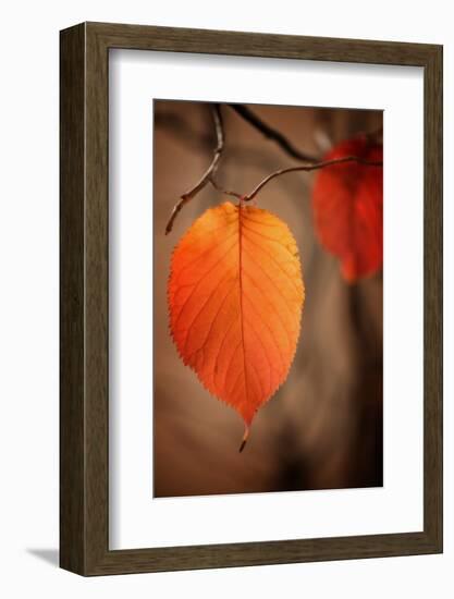 Symbol of Autumn-Philippe Sainte-Laudy-Framed Photographic Print