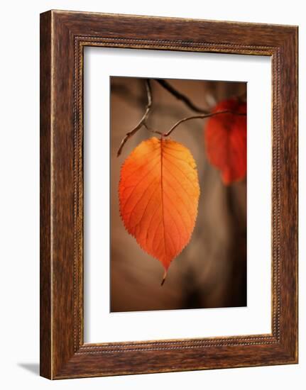 Symbol of Autumn-Philippe Sainte-Laudy-Framed Photographic Print