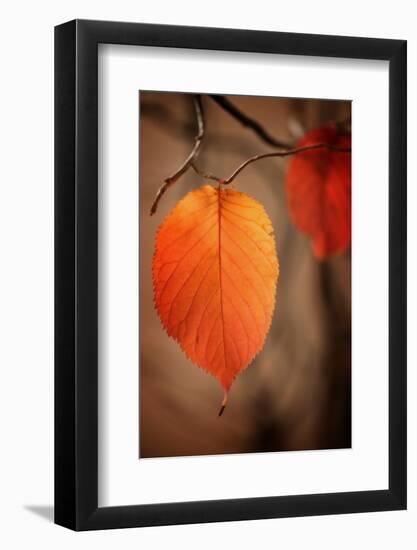 Symbol of Autumn-Philippe Sainte-Laudy-Framed Photographic Print