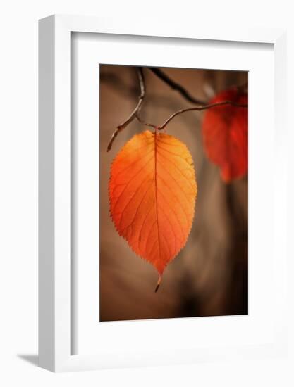 Symbol of Autumn-Philippe Sainte-Laudy-Framed Photographic Print