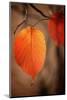 Symbol of Autumn-Philippe Sainte-Laudy-Mounted Photographic Print