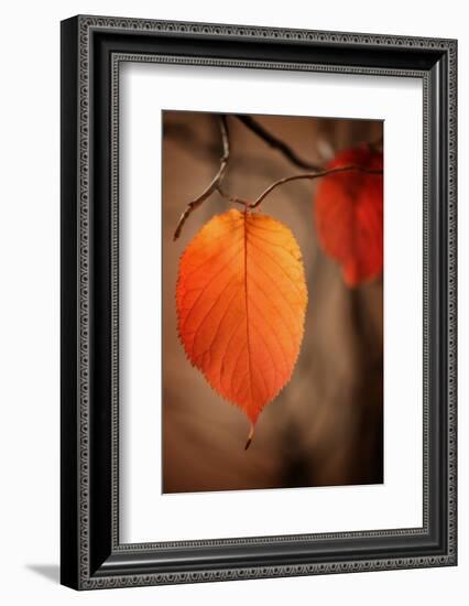 Symbol of Autumn-Philippe Sainte-Laudy-Framed Photographic Print