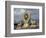 Symbol of Reincarnation at the Jokhang, Lhasa, Tibet-Keren Su-Framed Photographic Print