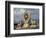 Symbol of Reincarnation at the Jokhang, Lhasa, Tibet-Keren Su-Framed Photographic Print