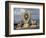 Symbol of Reincarnation at the Jokhang, Lhasa, Tibet-Keren Su-Framed Photographic Print