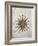 Symbol of the Sun with Inlaid Rose Compass, from the Nautical Maps Atlas-null-Framed Giclee Print