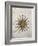 Symbol of the Sun with Inlaid Rose Compass, from the Nautical Maps Atlas-null-Framed Giclee Print