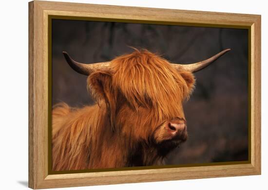 Symbolic of Scotland-Susann Parker-Framed Premier Image Canvas