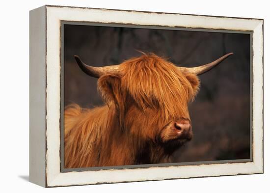 Symbolic of Scotland-Susann Parker-Framed Premier Image Canvas