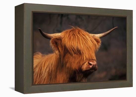 Symbolic of Scotland-Susann Parker-Framed Premier Image Canvas