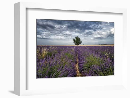 Symmetric lavender field and a lonely tree in the middle, Valensole, Provence, France, Europe-Francesco Fanti-Framed Photographic Print