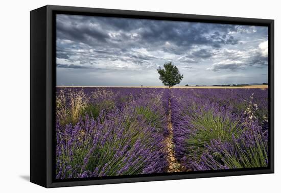 Symmetric lavender field and a lonely tree in the middle, Valensole, Provence, France, Europe-Francesco Fanti-Framed Premier Image Canvas