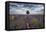 Symmetric lavender field and a lonely tree in the middle, Valensole, Provence, France, Europe-Francesco Fanti-Framed Premier Image Canvas