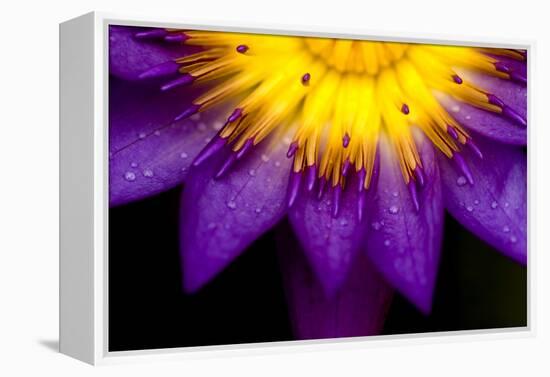 Symmetrical Lotus for Conceptual Photo-wong yu liang-Framed Premier Image Canvas