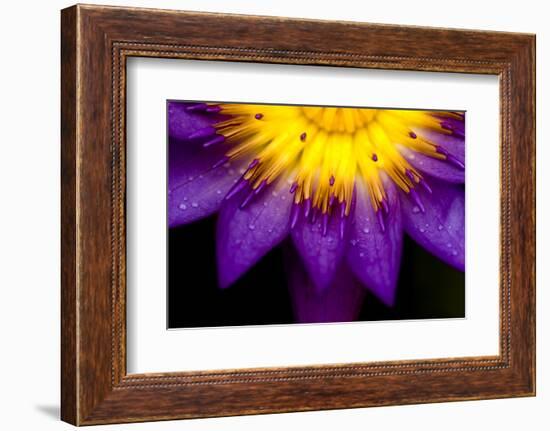 Symmetrical Lotus for Conceptual Photo-wong yu liang-Framed Photographic Print