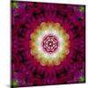 Symmetrical Ornament of Flower Photos-Alaya Gadeh-Mounted Photographic Print