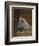 Sympathy-Briton Riviere-Framed Giclee Print