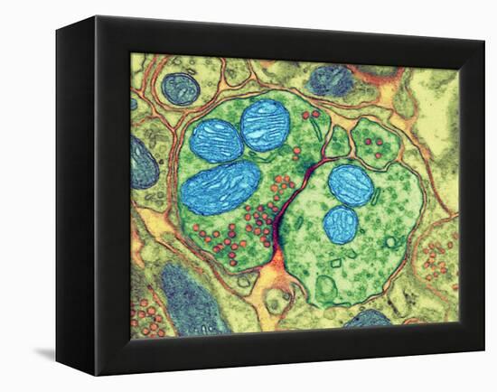 Synapse Nerve Junction, TEM-Thomas Deerinck-Framed Premier Image Canvas