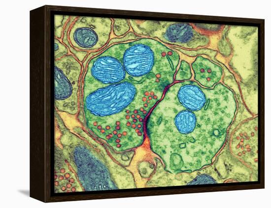 Synapse Nerve Junction, TEM-Thomas Deerinck-Framed Premier Image Canvas