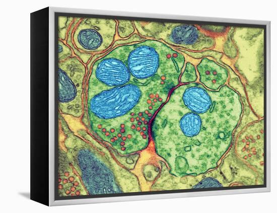 Synapse Nerve Junction, TEM-Thomas Deerinck-Framed Premier Image Canvas