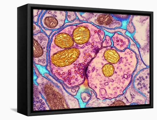 Synapse Nerve Junction, TEM-Thomas Deerinck-Framed Premier Image Canvas