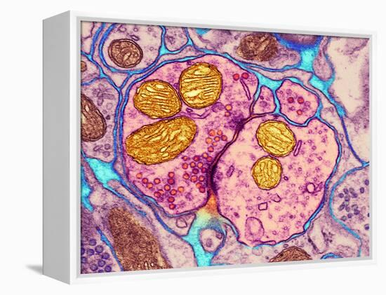 Synapse Nerve Junction, TEM-Thomas Deerinck-Framed Premier Image Canvas