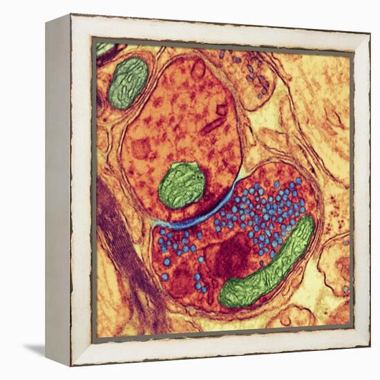 Synapse Nerve Junction, TEM-Thomas Deerinck-Framed Premier Image Canvas