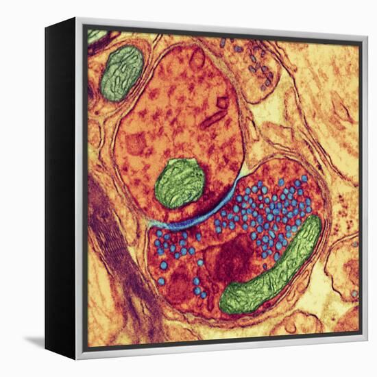 Synapse Nerve Junction, TEM-Thomas Deerinck-Framed Premier Image Canvas