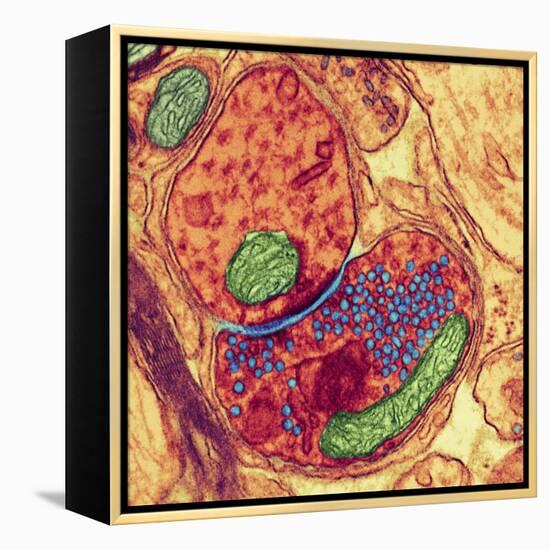 Synapse Nerve Junction, TEM-Thomas Deerinck-Framed Premier Image Canvas