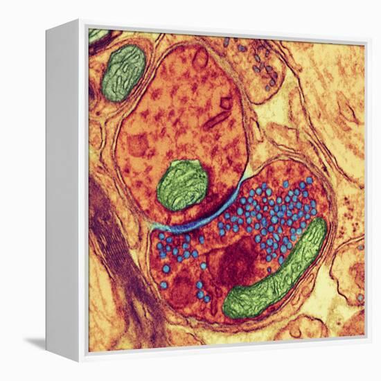 Synapse Nerve Junction, TEM-Thomas Deerinck-Framed Premier Image Canvas