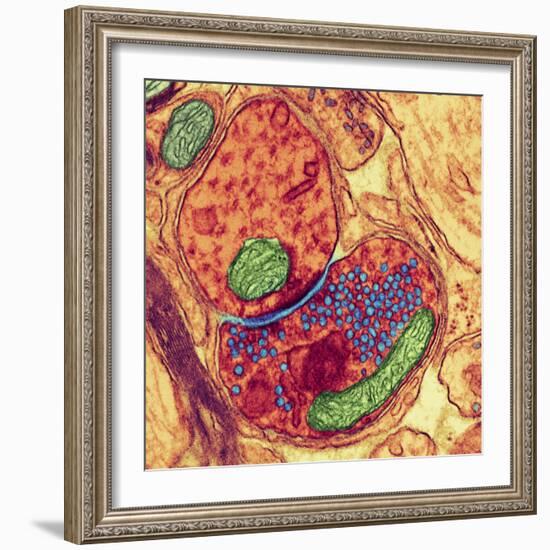Synapse Nerve Junction, TEM-Thomas Deerinck-Framed Premium Photographic Print