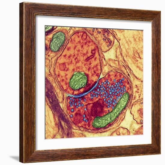 Synapse Nerve Junction, TEM-Thomas Deerinck-Framed Premium Photographic Print