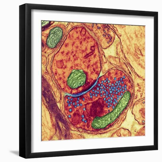 Synapse Nerve Junction, TEM-Thomas Deerinck-Framed Premium Photographic Print